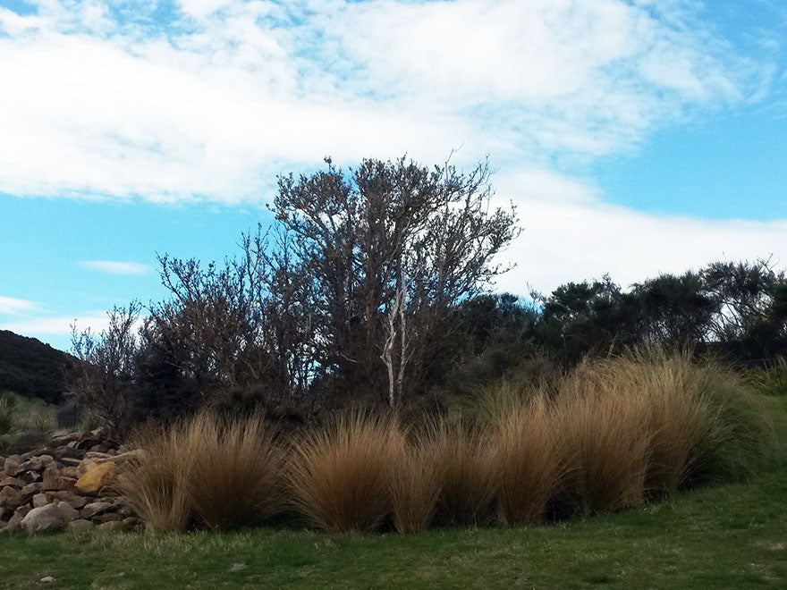Chionochloa Rubra