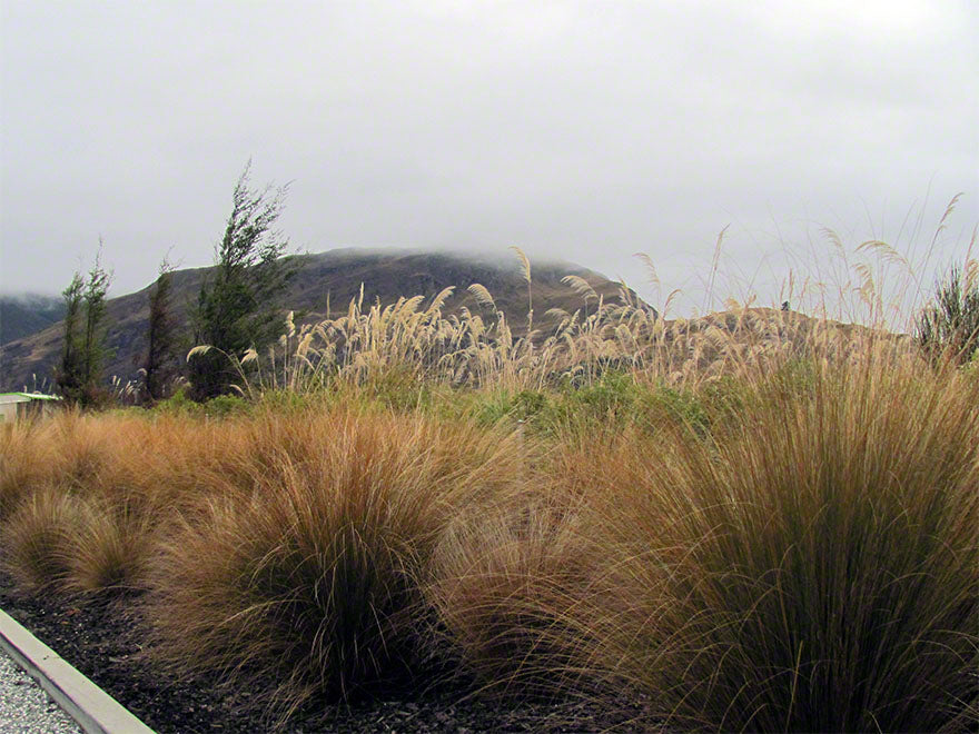 Chionochloa Rubra