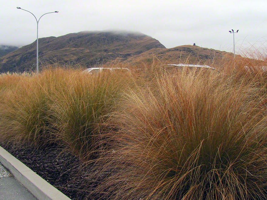 Chionochloa Rubra