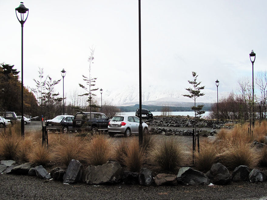 100x Red Tussock - $9.99 each