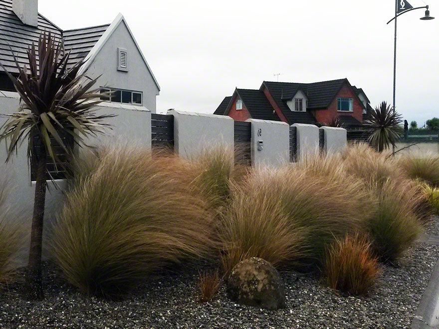 100x Red Tussock - $9.99 each