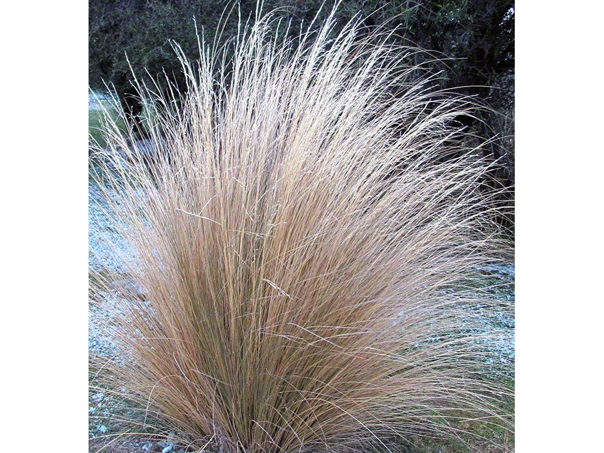 100x Red Tussock - $9.99 each