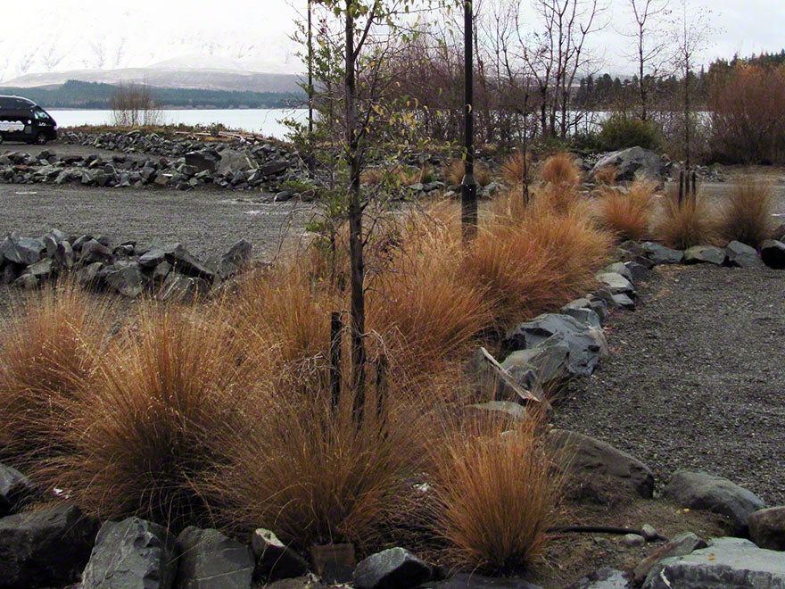100x Red Tussock - $9.99 each