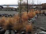 5x Red Tussock - $11.99 each