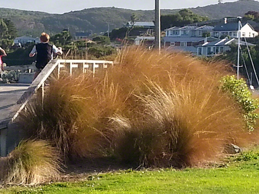 100x Red Tussock - $9.99 each