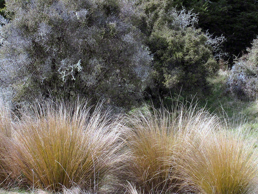 Chionochloa Rubra