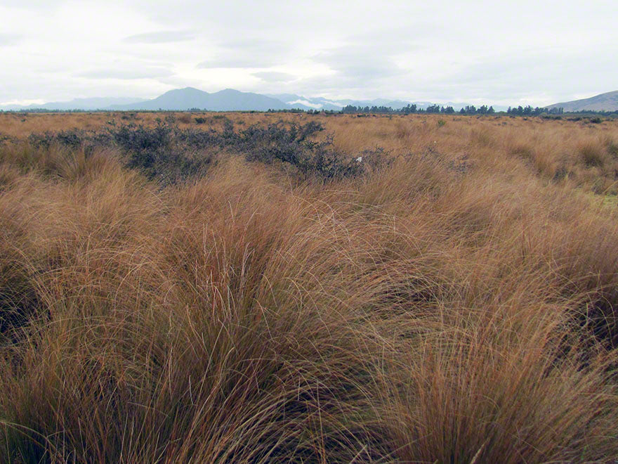 Chionochloa Rubra
