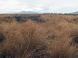 5x Red Tussock - $11.99 each