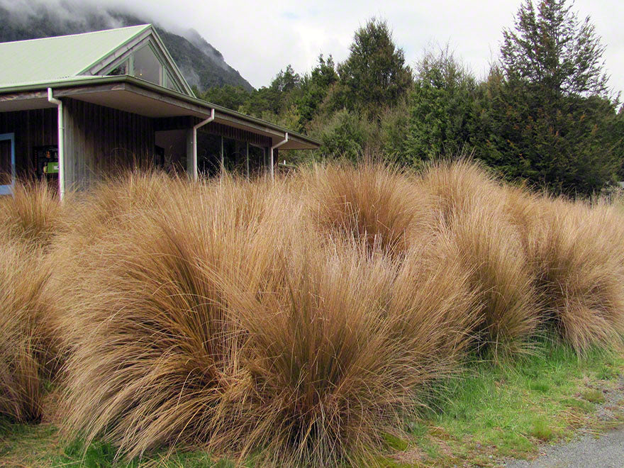 Chionochloa Rubra