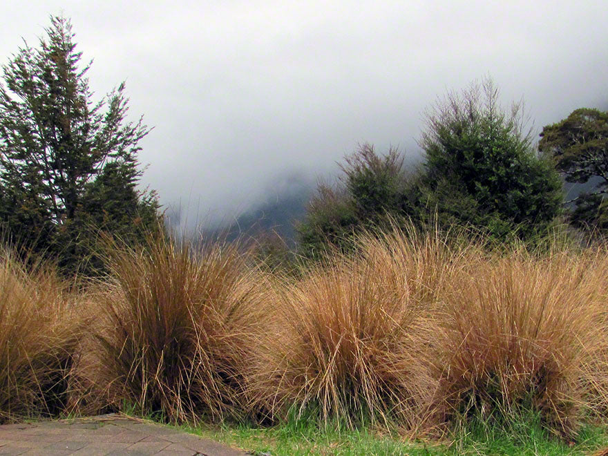 100x Red Tussock - $9.99 each