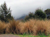 5x Red Tussock - $11.99 each