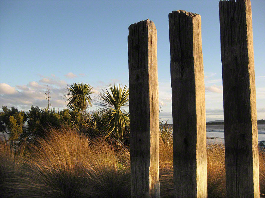 100x Red Tussock - $9.99 each
