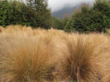 5x Red Tussock - $11.99 each