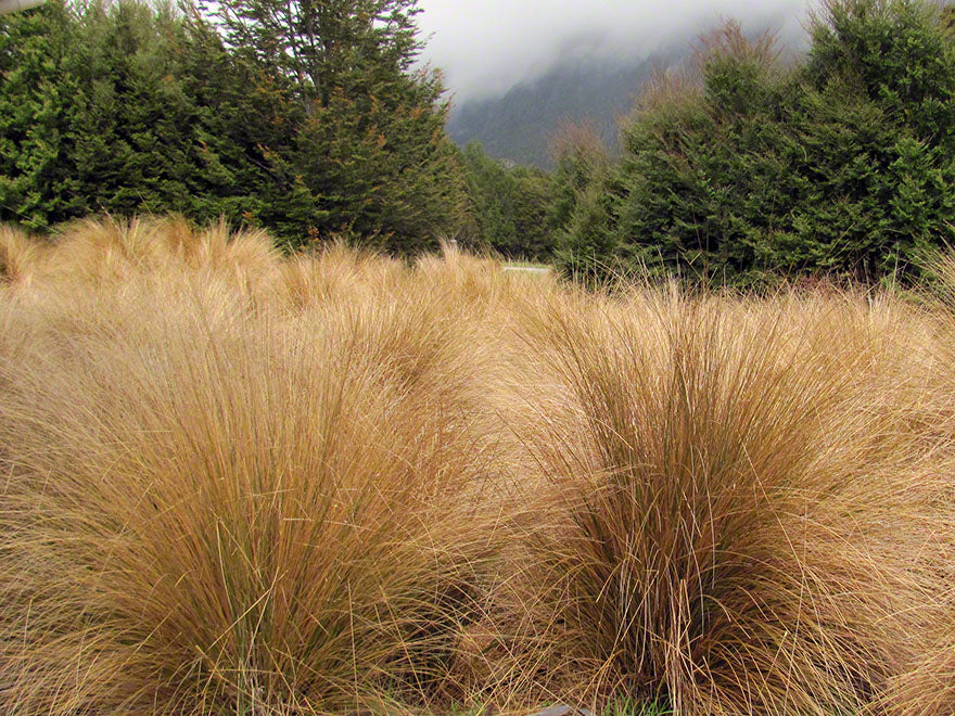 25x Red Tussock - $10.99 each