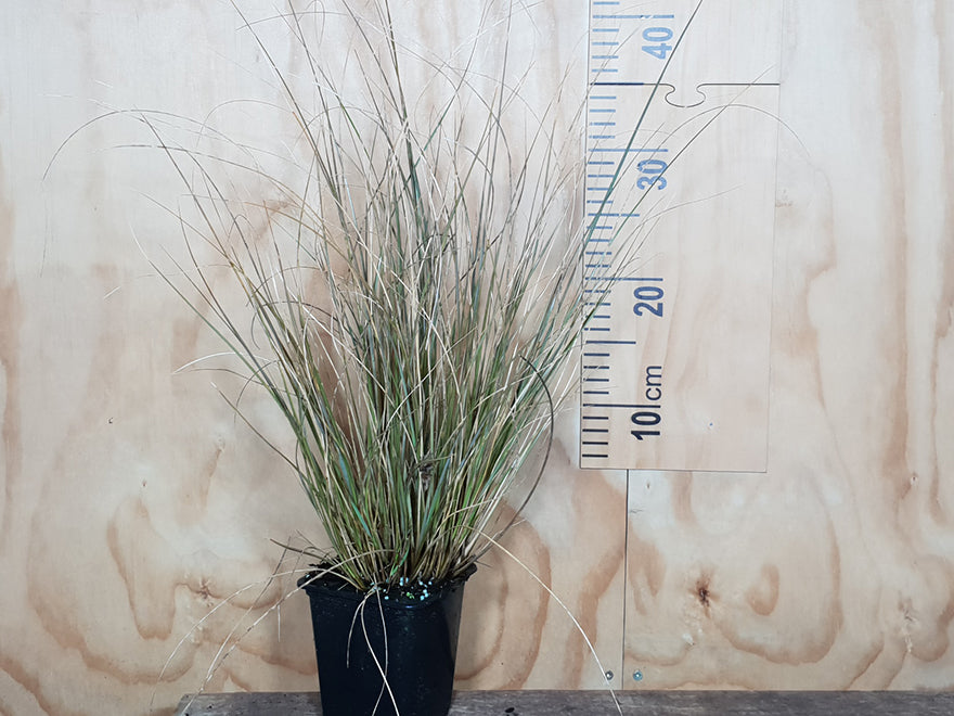 5x Red Tussock - $11.99 each