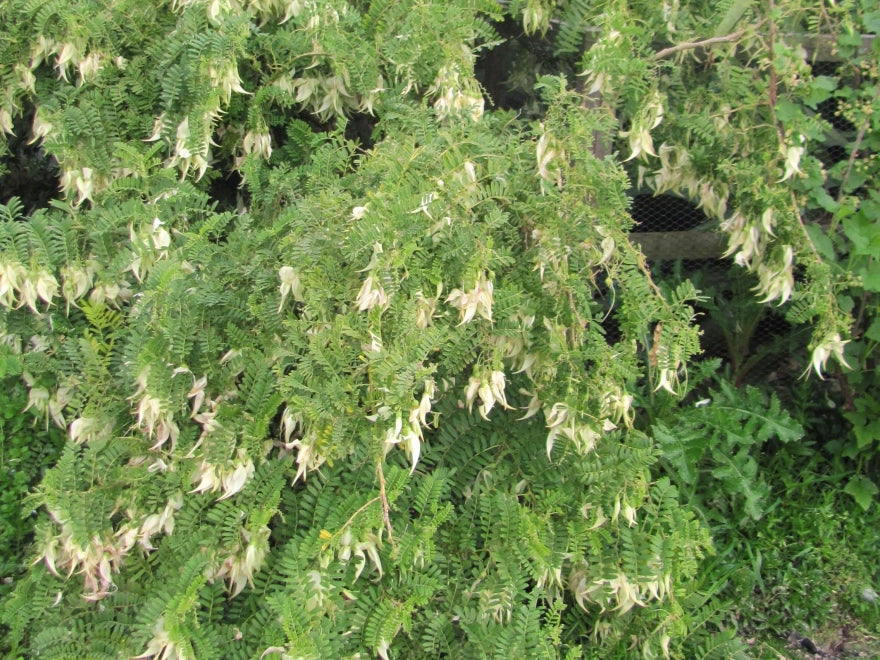 Clianthus Puniceus - White