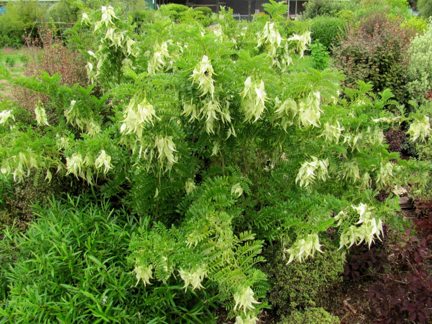 Clianthus Puniceus - White