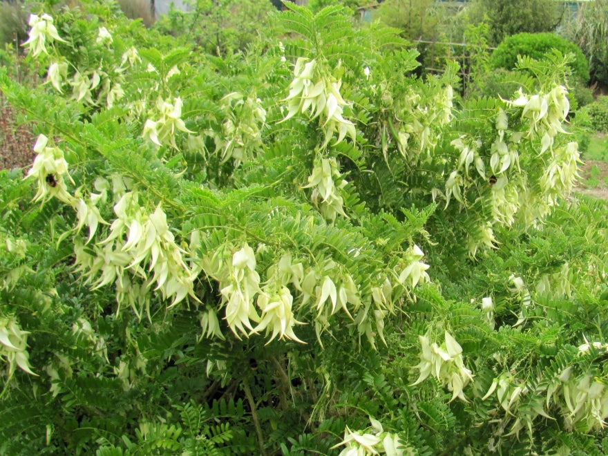 Clianthus Puniceus - White
