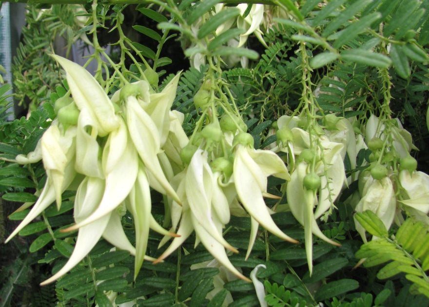 Clianthus Puniceus - White
