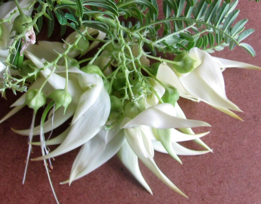 Clianthus Puniceus - White