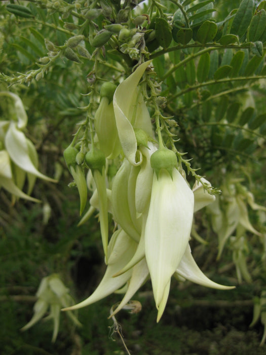 Clianthus Puniceus - White