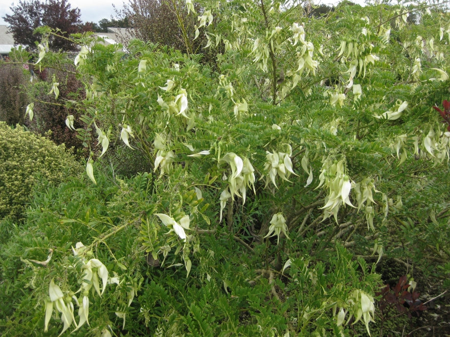 Clianthus Puniceus - White