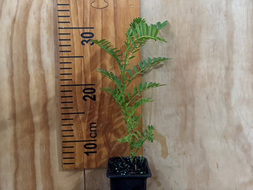Clianthus Puniceus - White