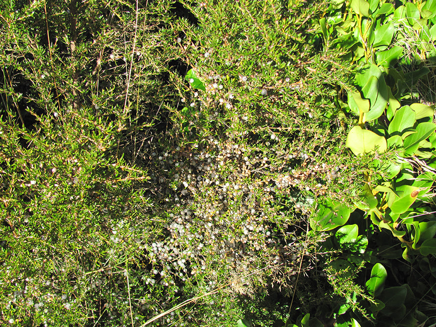 1x Sand Coprosma - $8.99 each