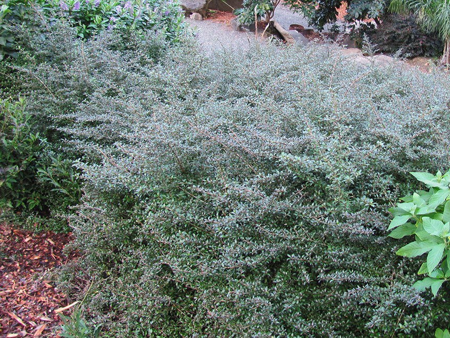 Coprosma Black Cloud