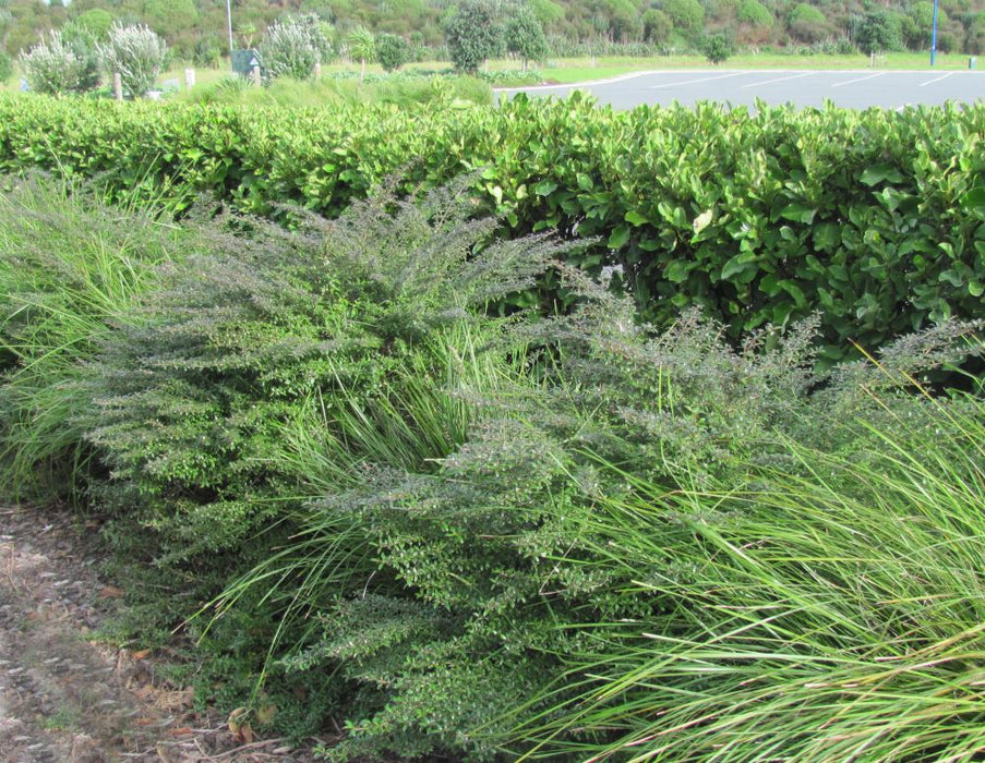 Coprosma Black Cloud