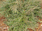 25x Coprosma Black Cloud - $4.99 each