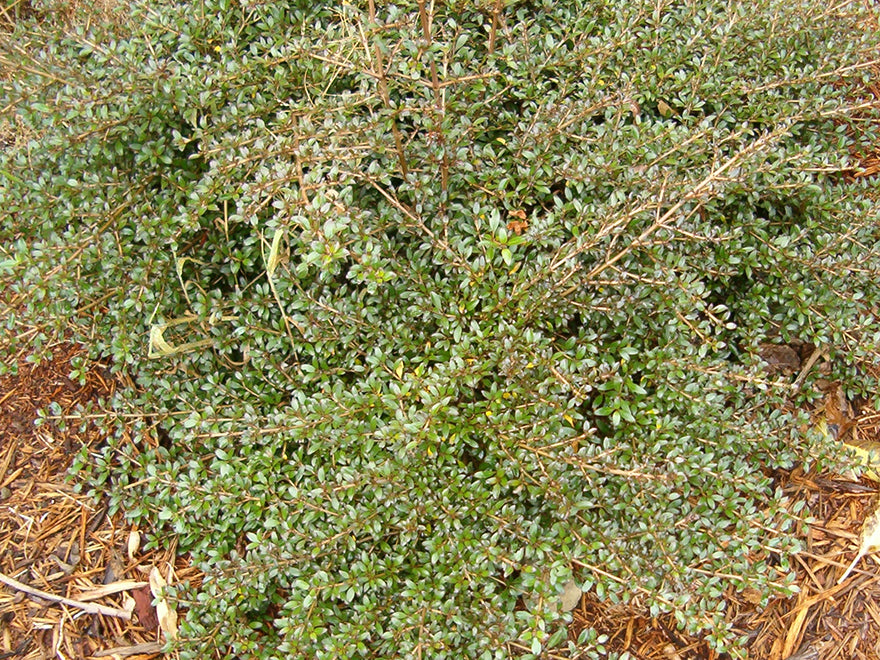 10x Coprosma Black Cloud - $1.99 each
