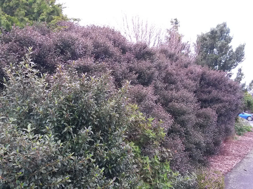 10x Purple Coprosma - 99c Each