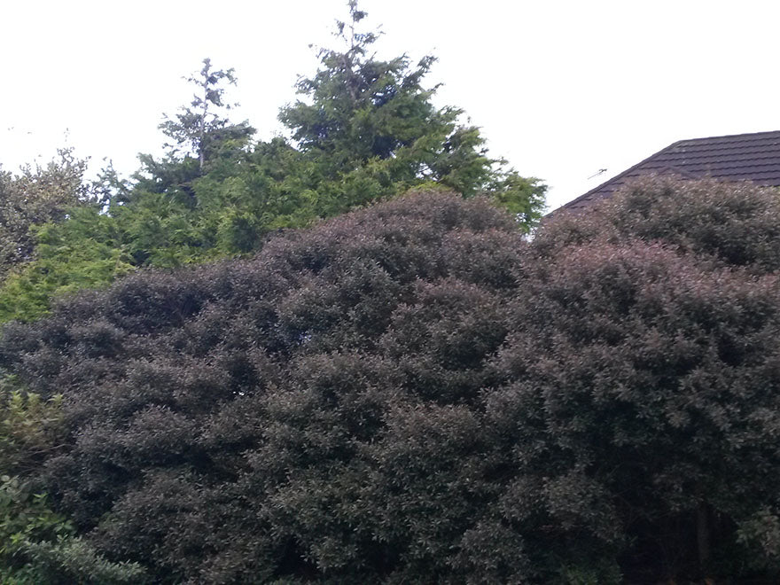 10x Purple Coprosma - 99c Each