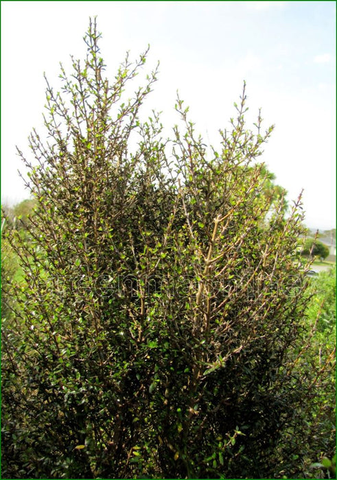 5x Coprosma Midnight - $5.99 each