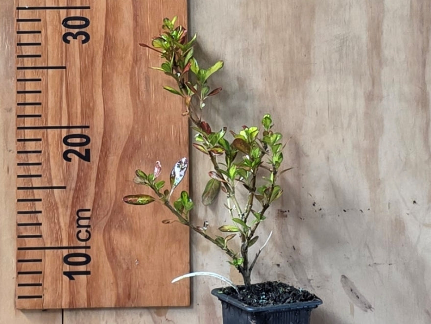 Coprosma Evening Glow