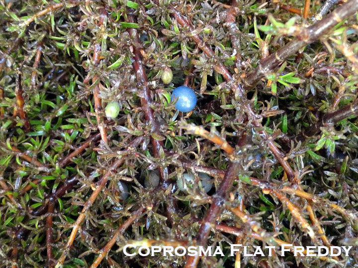 25x Low Growing Native Combo - $4.99 each