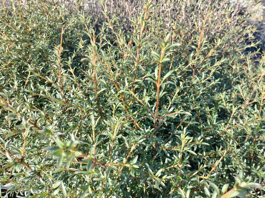 100x Coprosma Greyii - $3.99 each