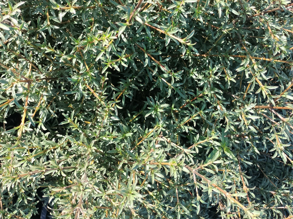 25x Coprosma Greyii - $4.99 each