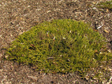 Coprosma Hawera