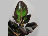 Coprosma Hot Chocolate