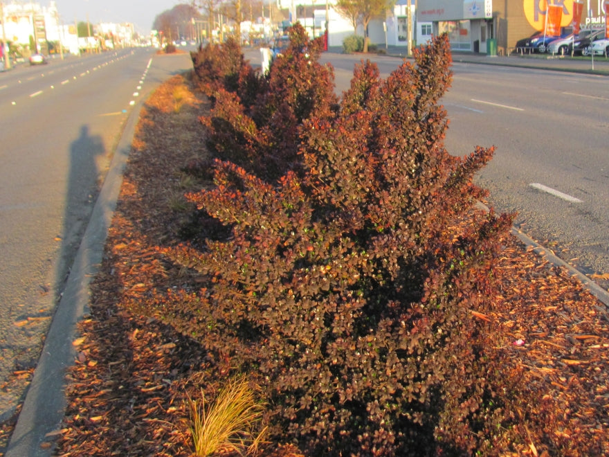 5x Coprosma Karo Red - $9.99 each