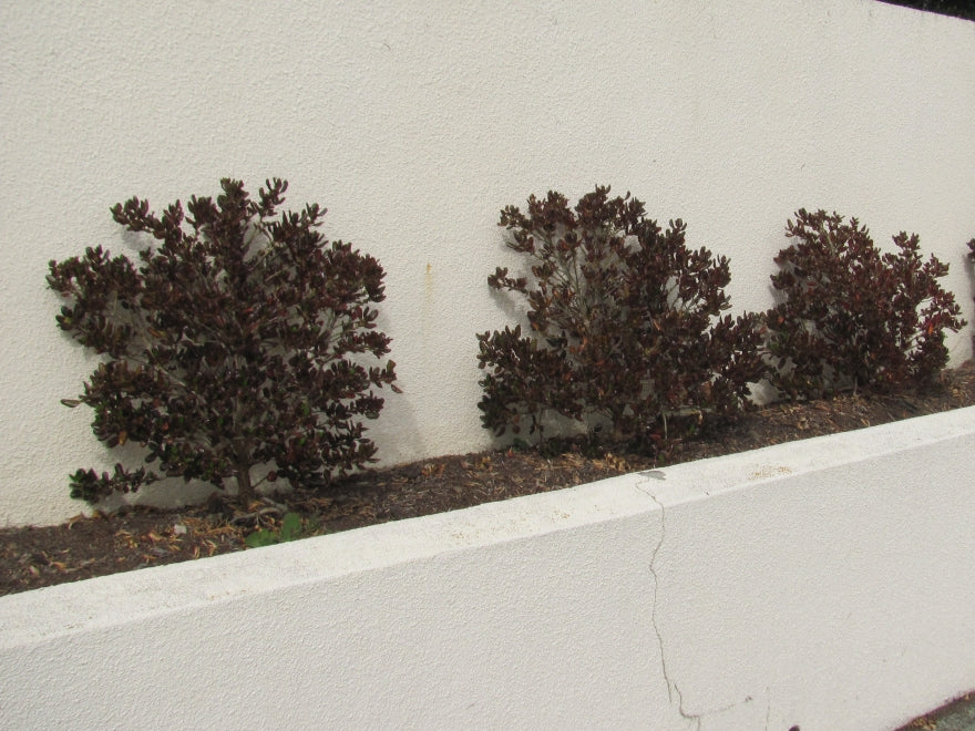 5x Coprosma Karo Red - $9.99 each