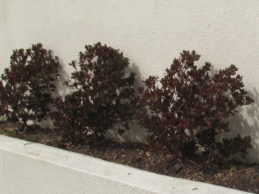 Coprosma Karo Red