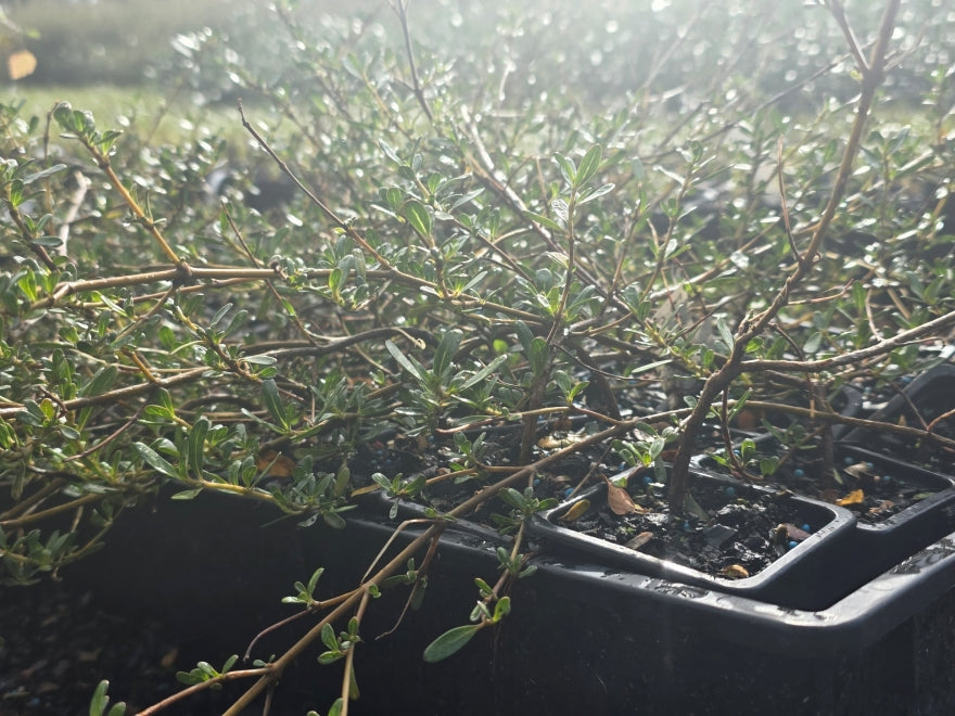 10x Coprosma Kirkii - $1.99 each