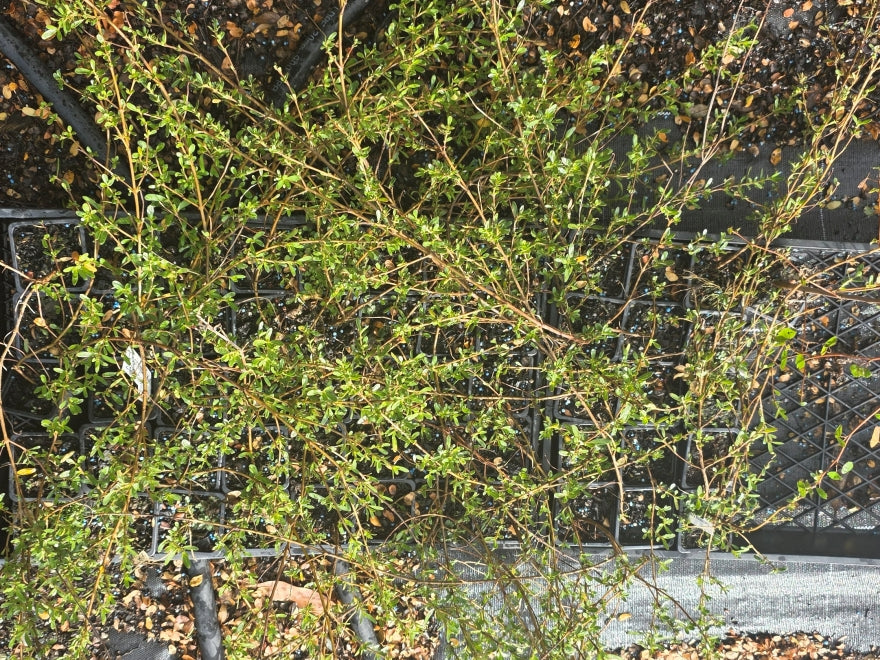 10x Coprosma Kirkii - $1.99 each
