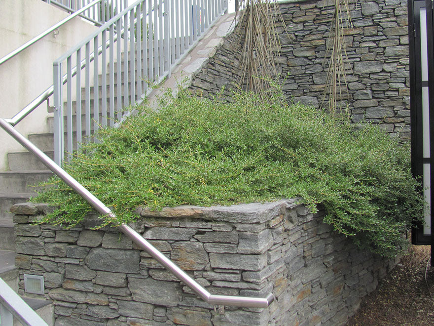 25x Coprosma Kirkii - $4.99 each