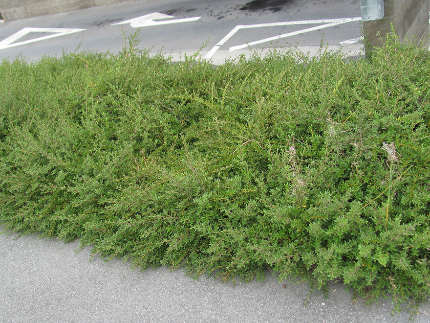 100x Coprosma Kirkii - $2.99 each