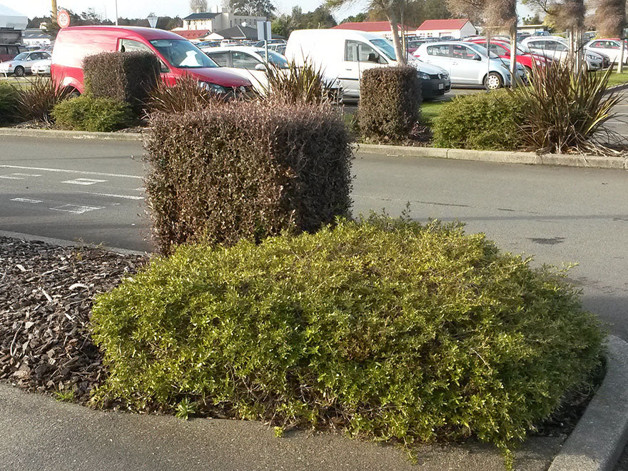 100x Coprosma Kirkii - $2.99 each