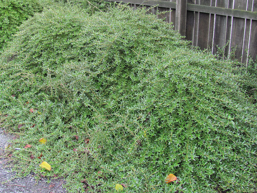 25x Coprosma Kirkii - $4.99 each